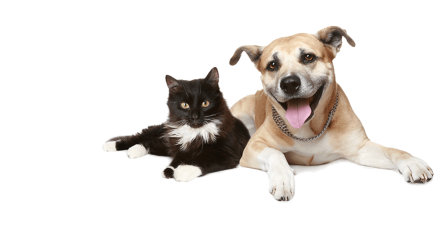 cat and dog at vet
