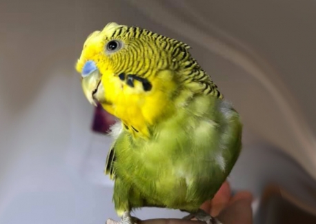 pet budgie perched on finger